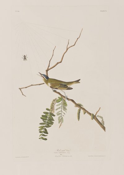 Illustration fra 