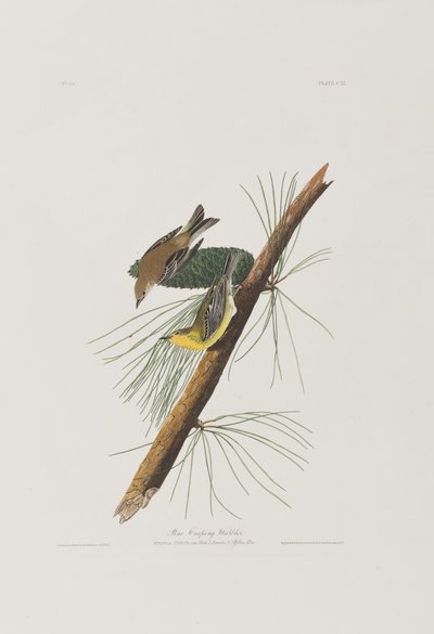 Illustration fra 