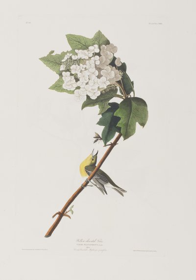 Illustration fra 