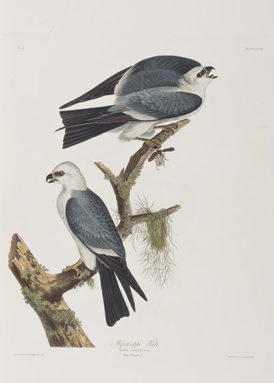 Illustration fra 