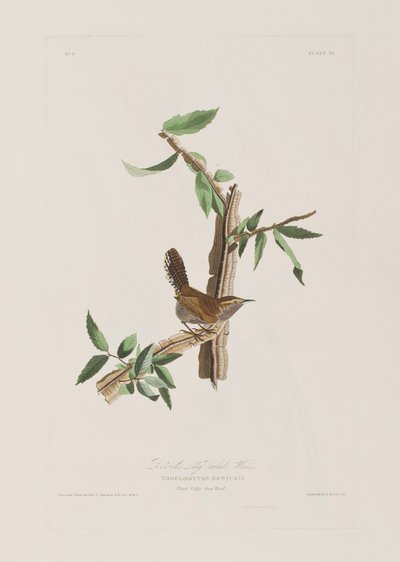 Illustration fra 
