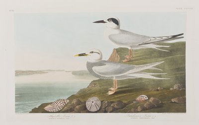 Illustration fra 