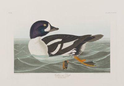 Illustration fra 