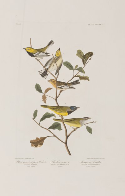 Illustration fra 