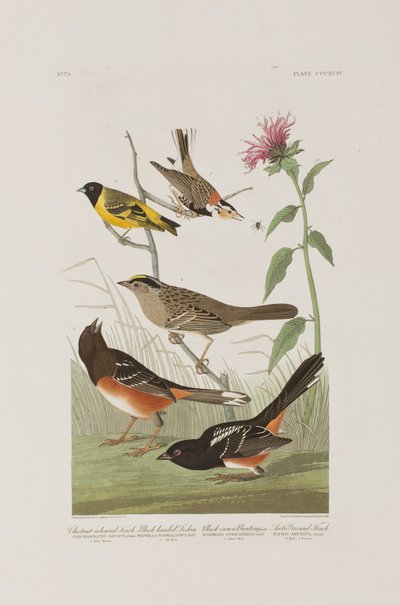 Illustration fra 