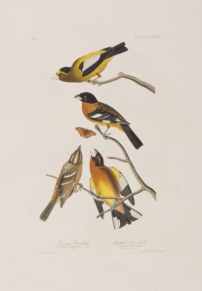 Illustration fra 