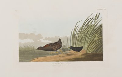 Illustration fra 