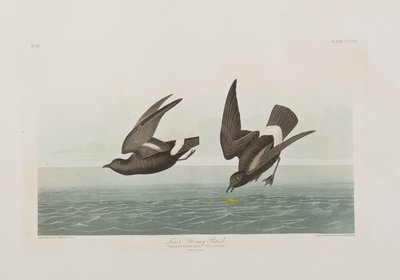 Illustration fra 