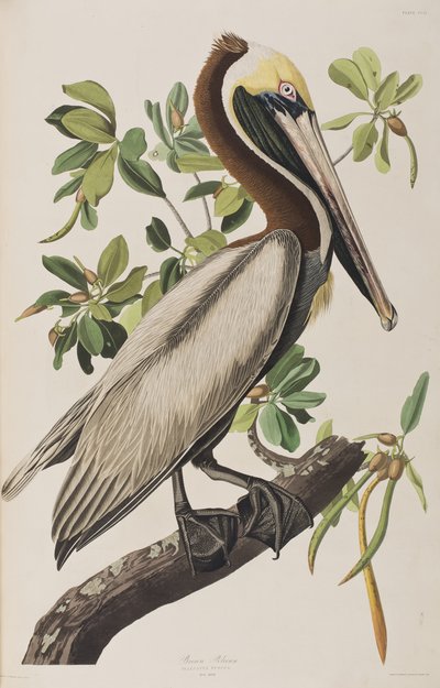 Illustration fra 