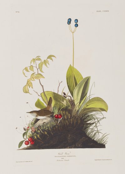 Illustration fra 