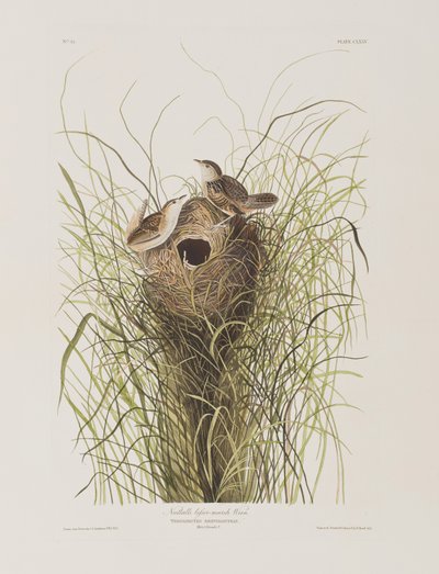 Illustration fra 