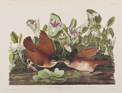Illustration fra 