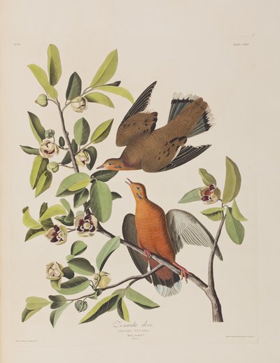 Illustration fra 