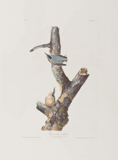 Illustration fra 