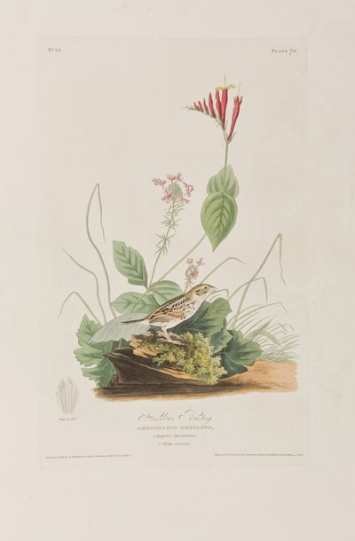 Illustration fra 