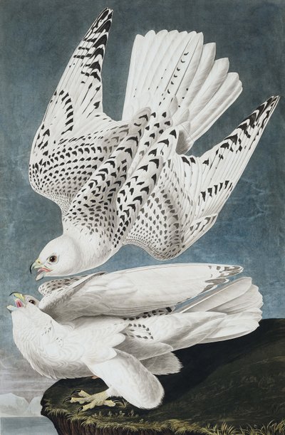 Jer eller Island Falcon, Falco Islandicus, , fra "The Birds of America" af John J. Audubon, pub. 1827-38 af John James Audubon