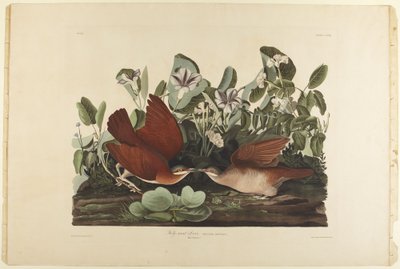  af John James Audubon