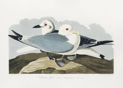 Kittiwake-måge fra *Birds of America* (1827) af John James Audubon