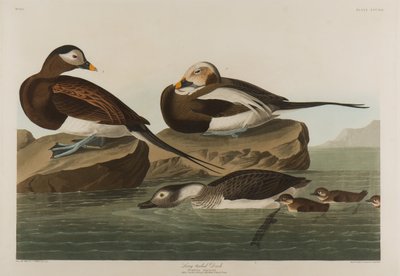 Langhalet and, 1836 (wc på papir) af John James Audubon