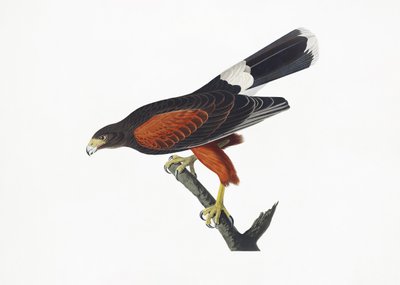 Louisiana-høg fra *Birds of America* (1827) af John James Audubon