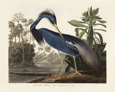 Louisiana-hejre fra *Birds of America* (1827) af John James Audubon