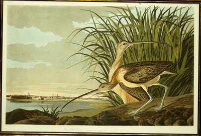 Han og hun langnæbbet krølle af John James Audubon