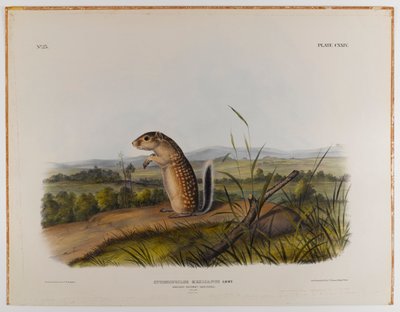 Mexicansk murmeldyr egern af John James Audubon
