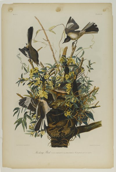 Mocking Bird, trykt af Julien Bien og udgivet af Roe Lockwood & Son, 1861 (kromolitografi) af John James Audubon