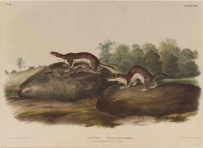 Weasel Shadows af John James Audubon