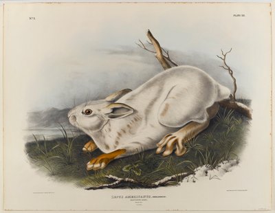Nordhare (vinterpelage) af John James Audubon