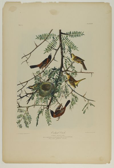 Orchard Oriole, trykt af Julien Bien og udgivet af Roe Lockwood & Son, 1861 (kromolitografi) af John James Audubon