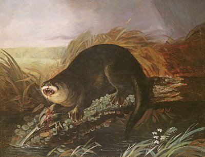 Otter fanget i en fælde af John James Audubon