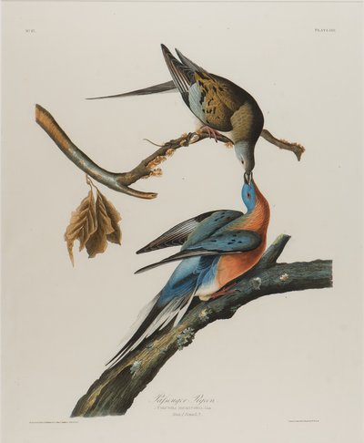Passagerdue, 1827-1838 (wc på papir) af John James Audubon