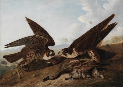 Vandrefalke af John James Audubon