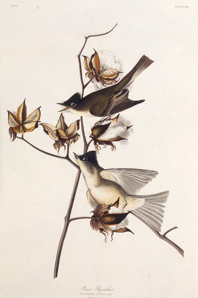 Pewit Fluefanger. Fra The Birds of America, 1827-1838. af John James Audubon