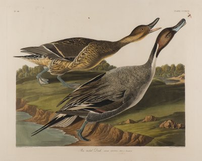 Pin Tailed Duck, 1834 (wc på papir) af John James Audubon