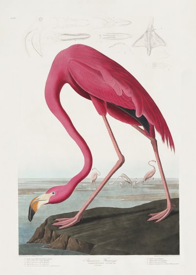Rosa flamingo fra *Birds of America* (1827) af John James Audubon