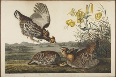 Præriehøne af John James Audubon