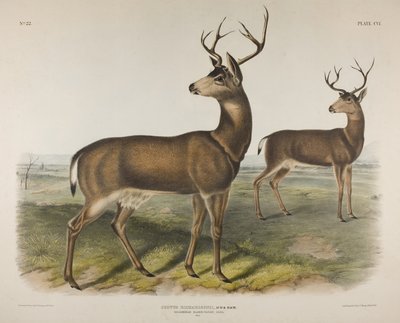 Tavle 106. Cervus Richardsonii, Aud & Bach. Columbian sorthalet hjorte, 1848 af John James Audubon