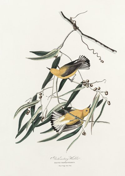 Prothonotary-sanger fra *Birds of America* (1827) af John James Audubon
