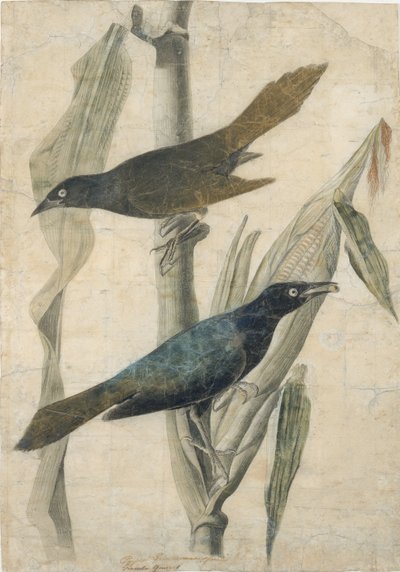 Lilla Grackle, begyndelsen af midten af det 19. århundrede. af John James Audubon
