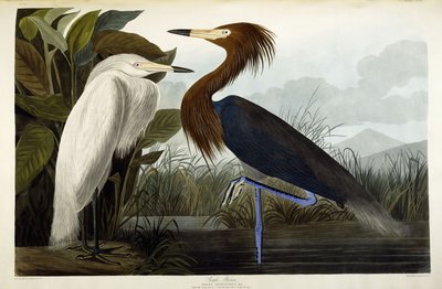 Lilla hejre, ca. 1835 af John James Audubon