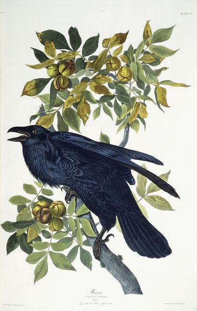 Ravn, af John James Audubon
