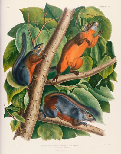 Rødbuget egern af John James Audubon