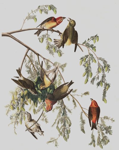Røde Korsnæb, Loxia Curvirostra, fra "The Birds of America" af John J. Audubon, pub. 1827-38 af John James Audubon