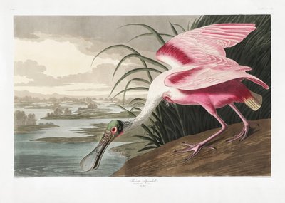 Rosenfarvet skestork fra *Birds of America* (1827) af John James Audubon