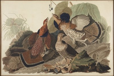 Kravehøne af John James Audubon