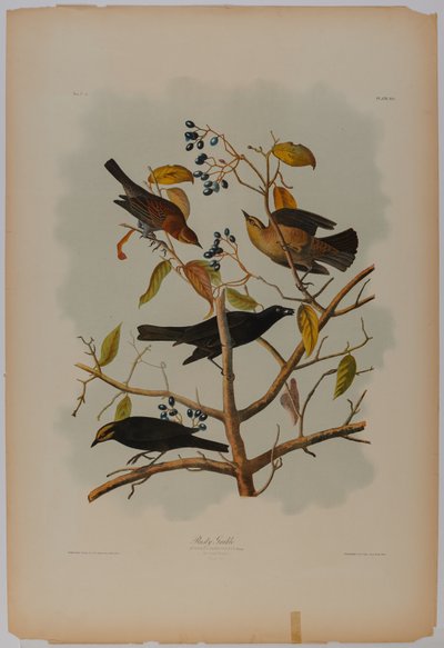 Rusten Grackle af John James Audubon
