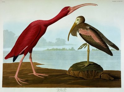 Scarlet Ibis af John James Audubon