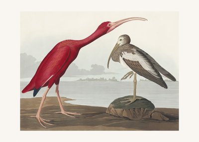 Rød ibis fra *Birds of America* (1827) af John James Audubon